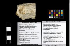 Foto (Objekt + Etiketten) von Gastrosacus tuberosiformus (Lörenthey in Lörenthey & Beurlen, 1929) 